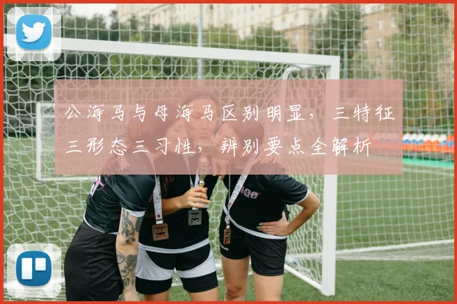公海马与母海马区别明显，三特征三形态三习性，辨别要点全解析